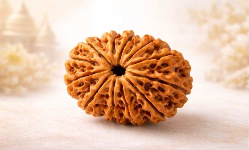 11 Mukhi Nepali Rudraksha